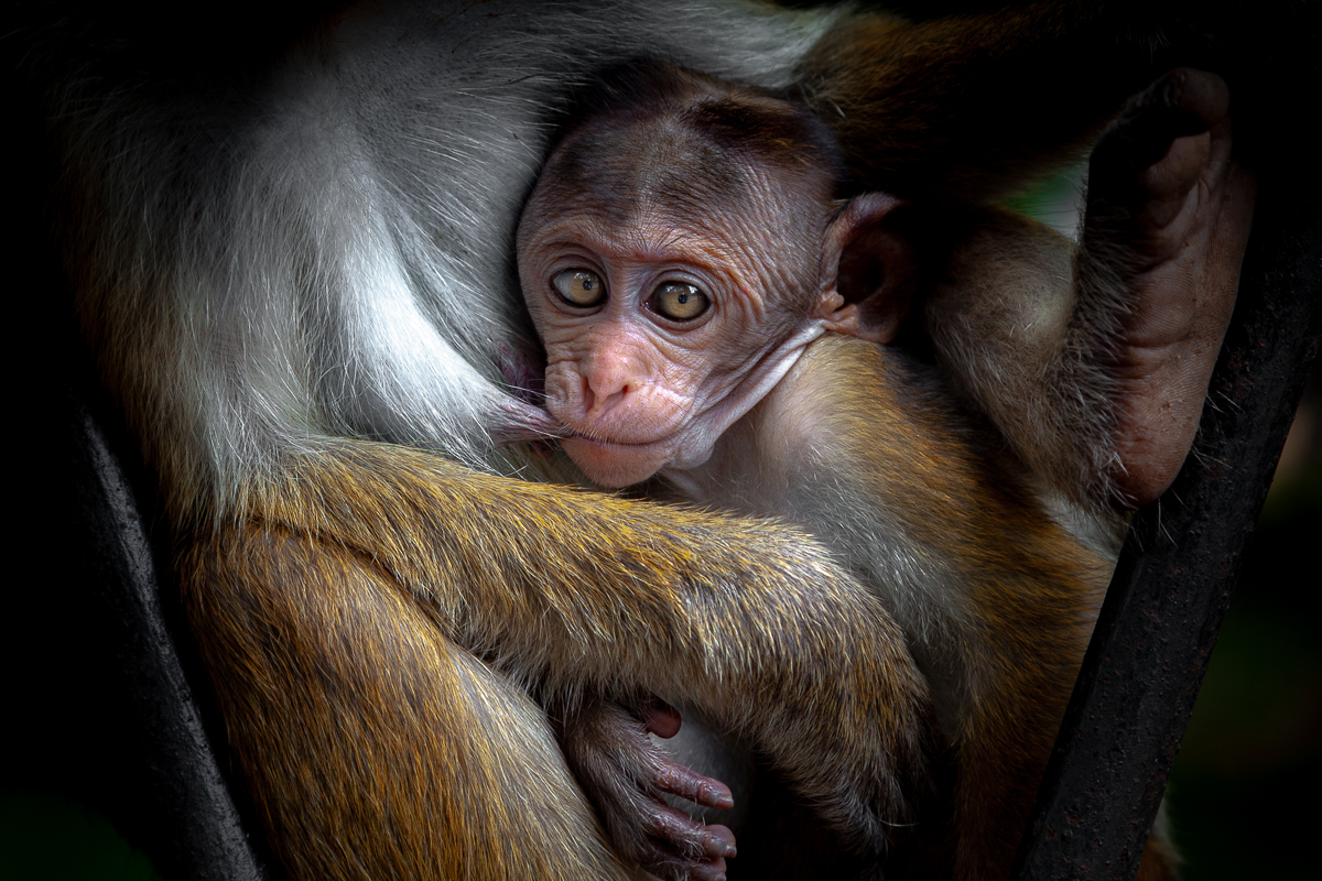 Little Monkey