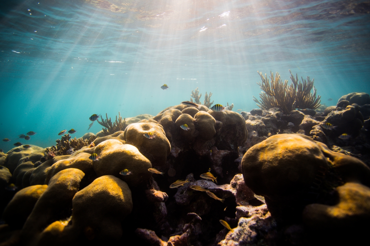 Sunlit Reef