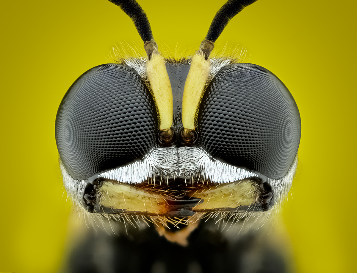 Ectemnius cephalotes Portrait