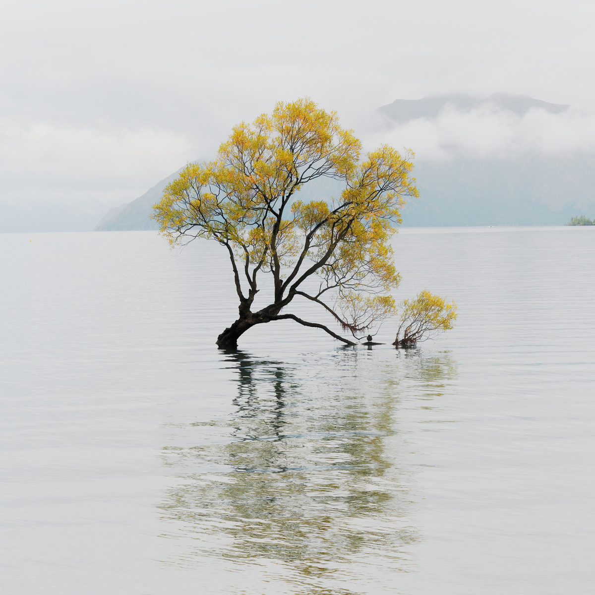 Lone tree