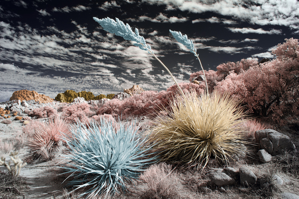 Desert's Silent Soul
