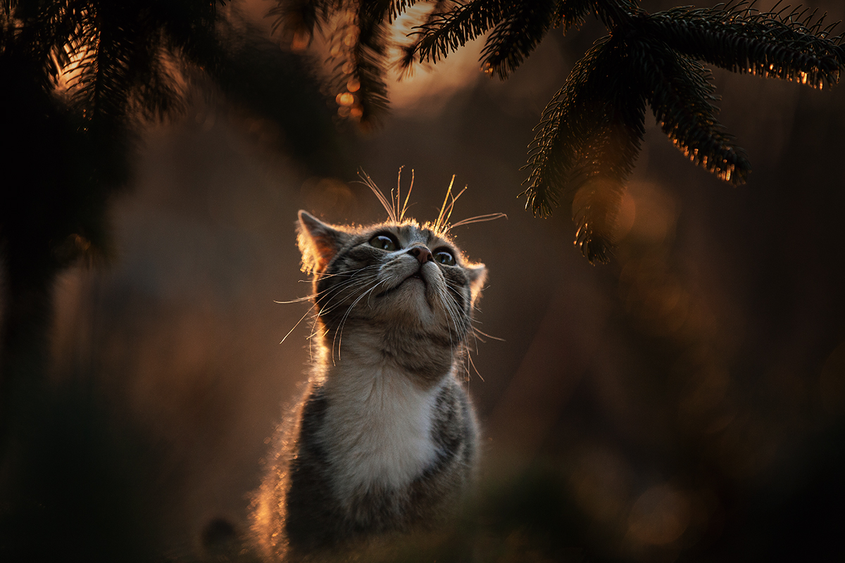 young sunset