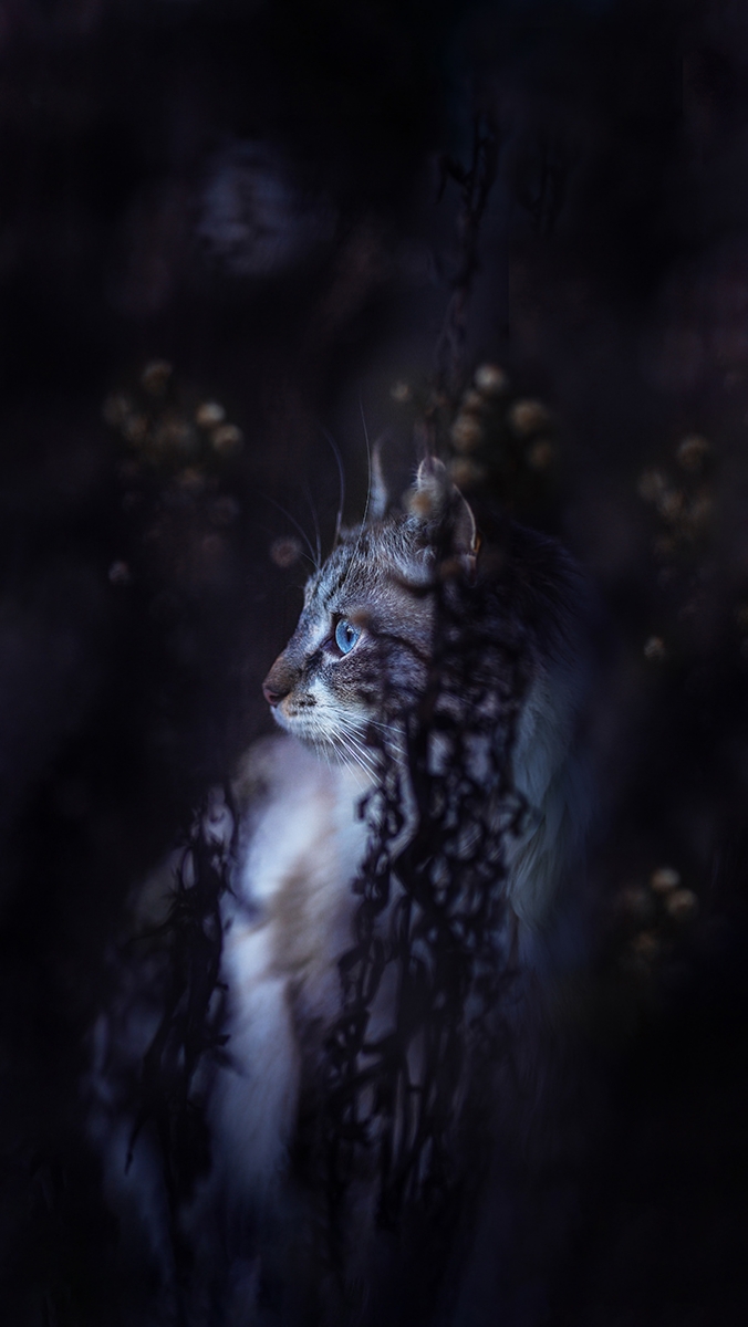 Waiting in the blue hour
