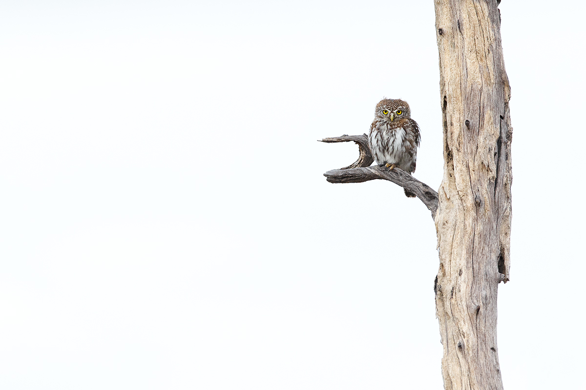 Pearl Spotted Owlet