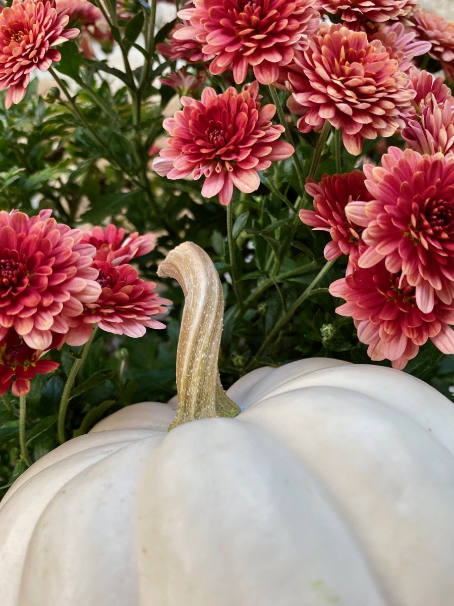 Fall beauty