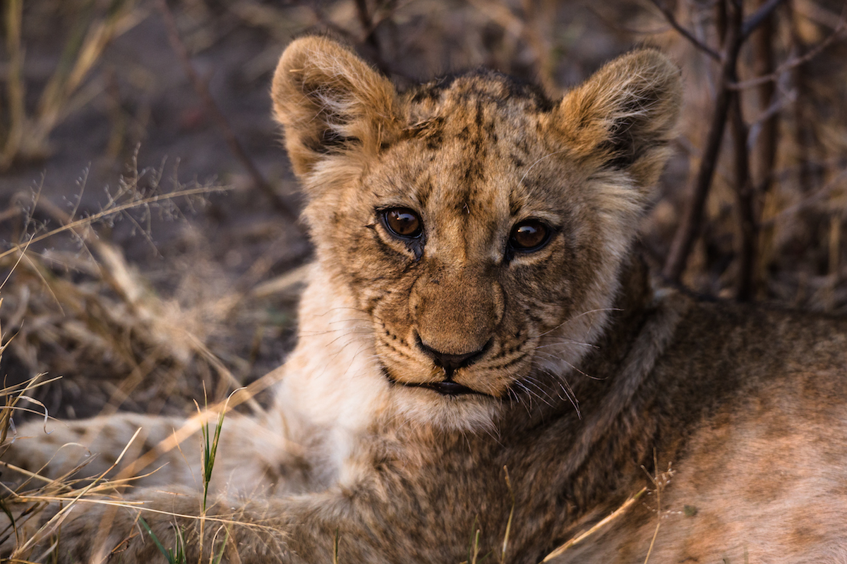 Lion cub