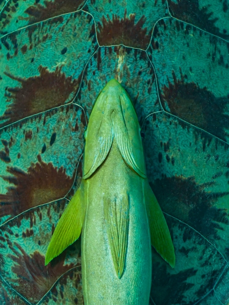 Remora