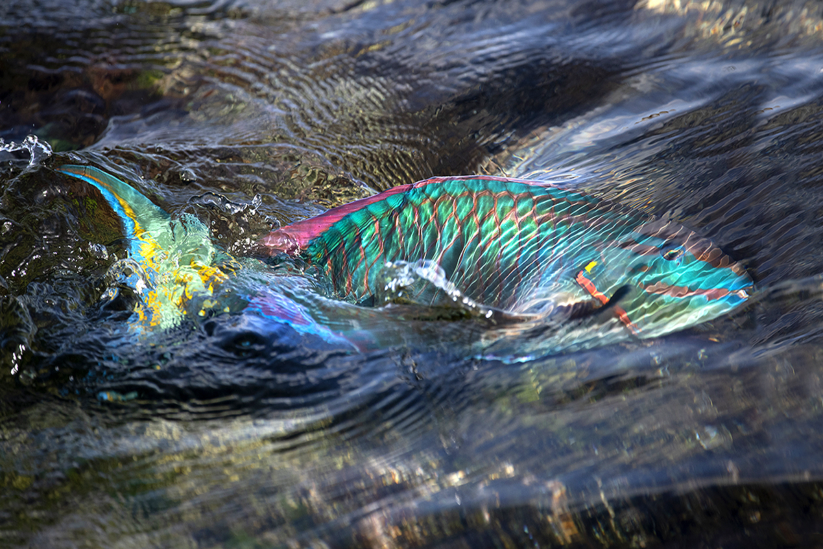 Parrotfish swimming between reflections