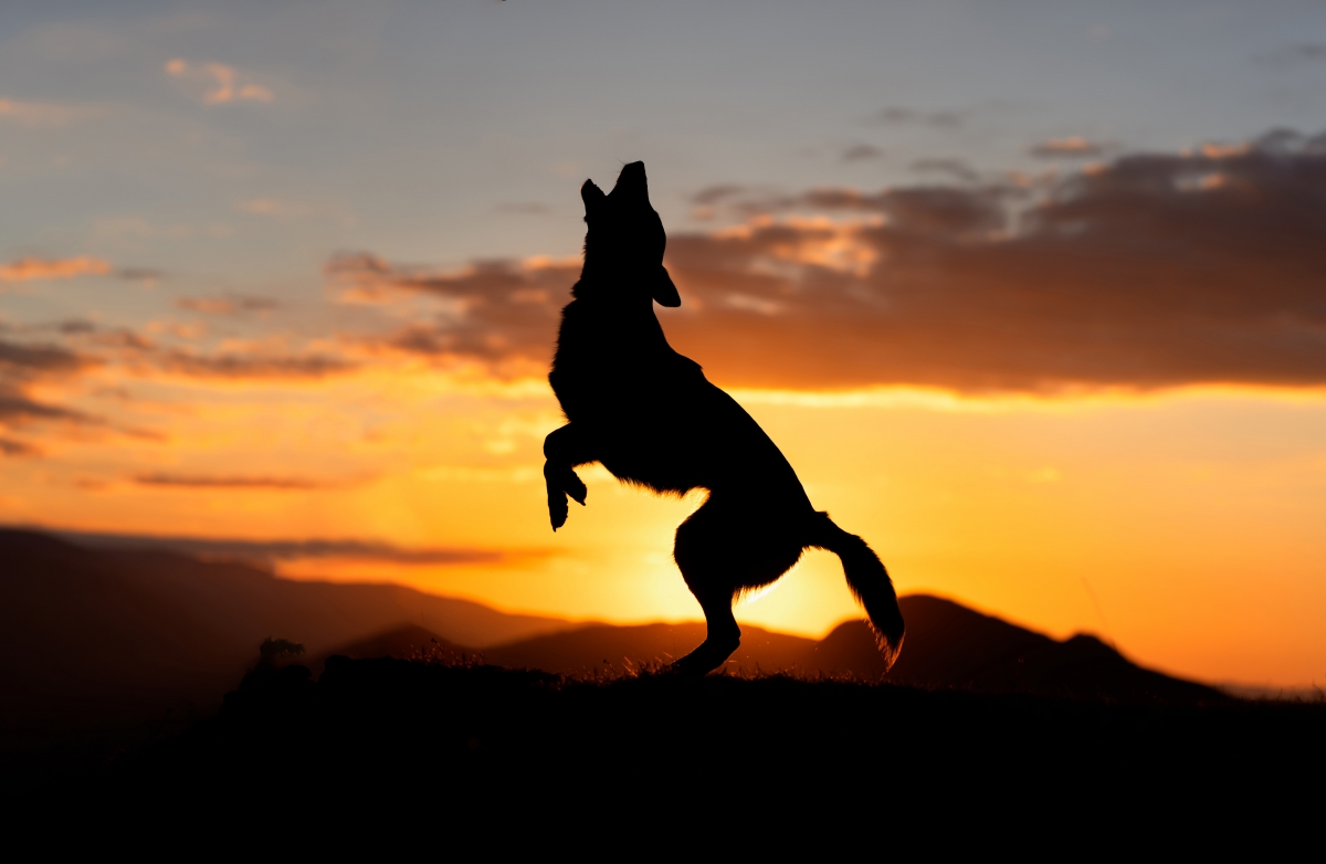 The dog king