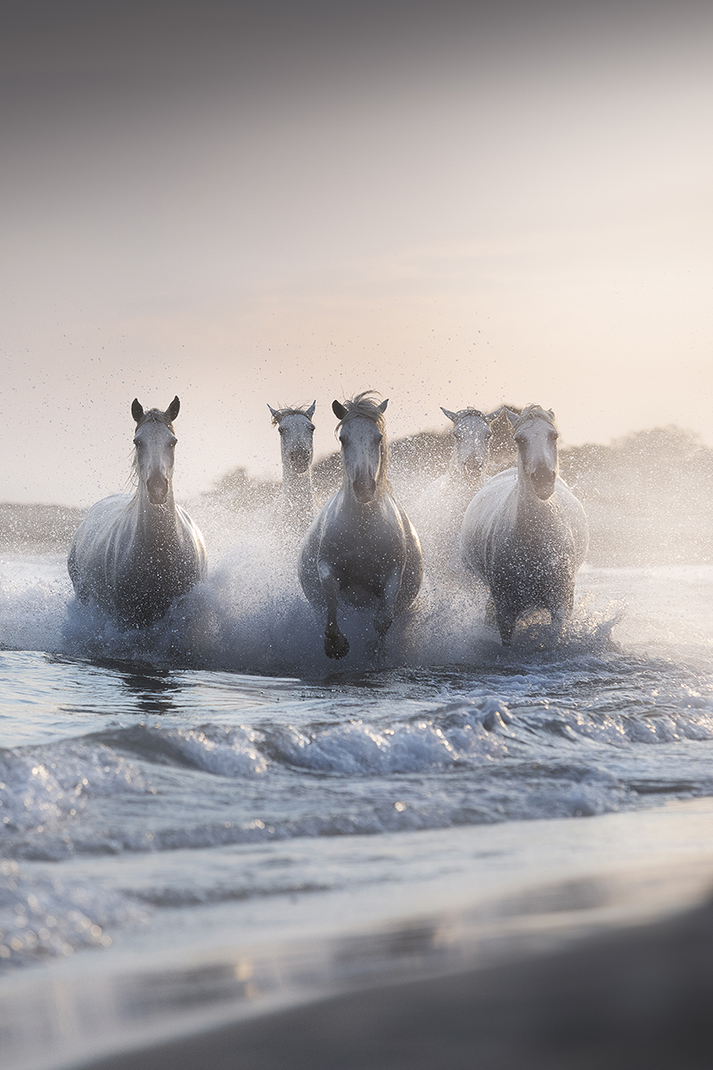 The Legendary Horses