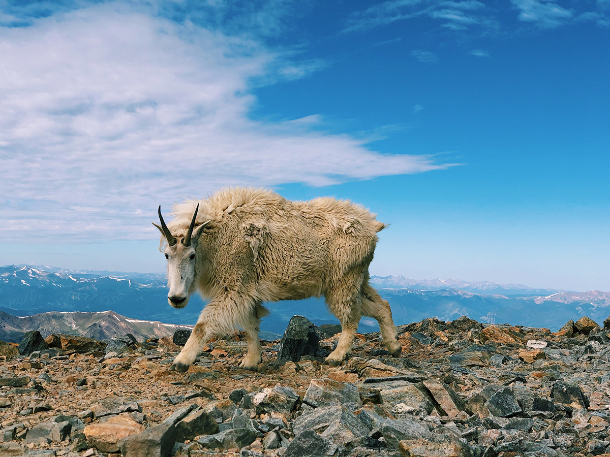 GOAT Mountain