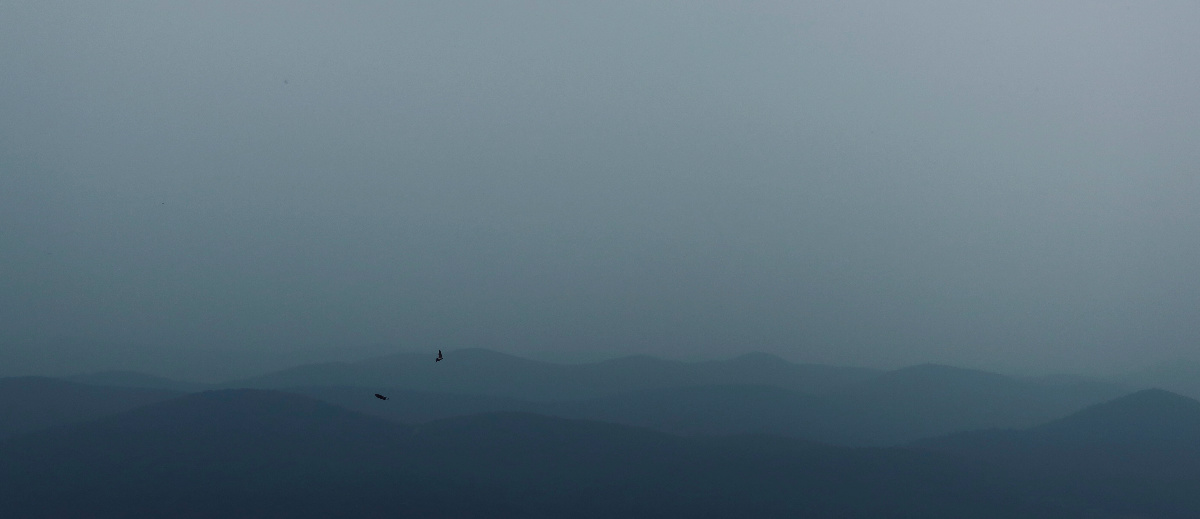 The birds in the mountains