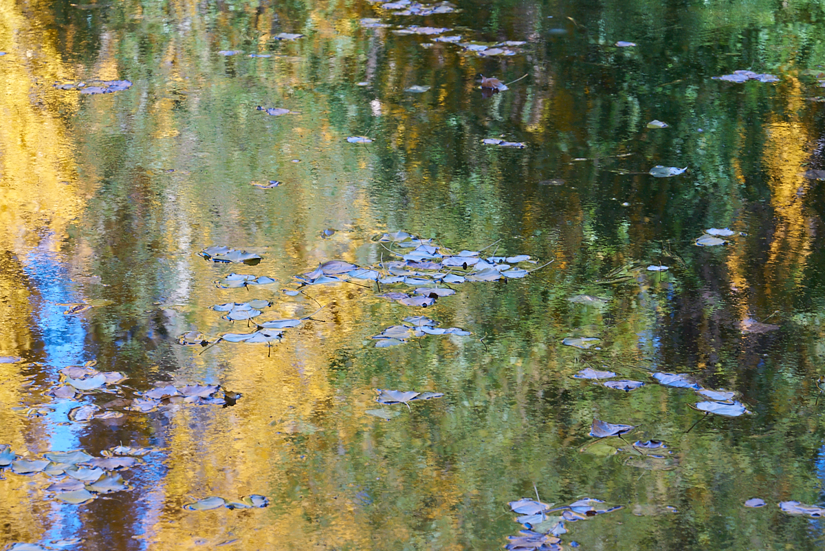 Autumn Pond