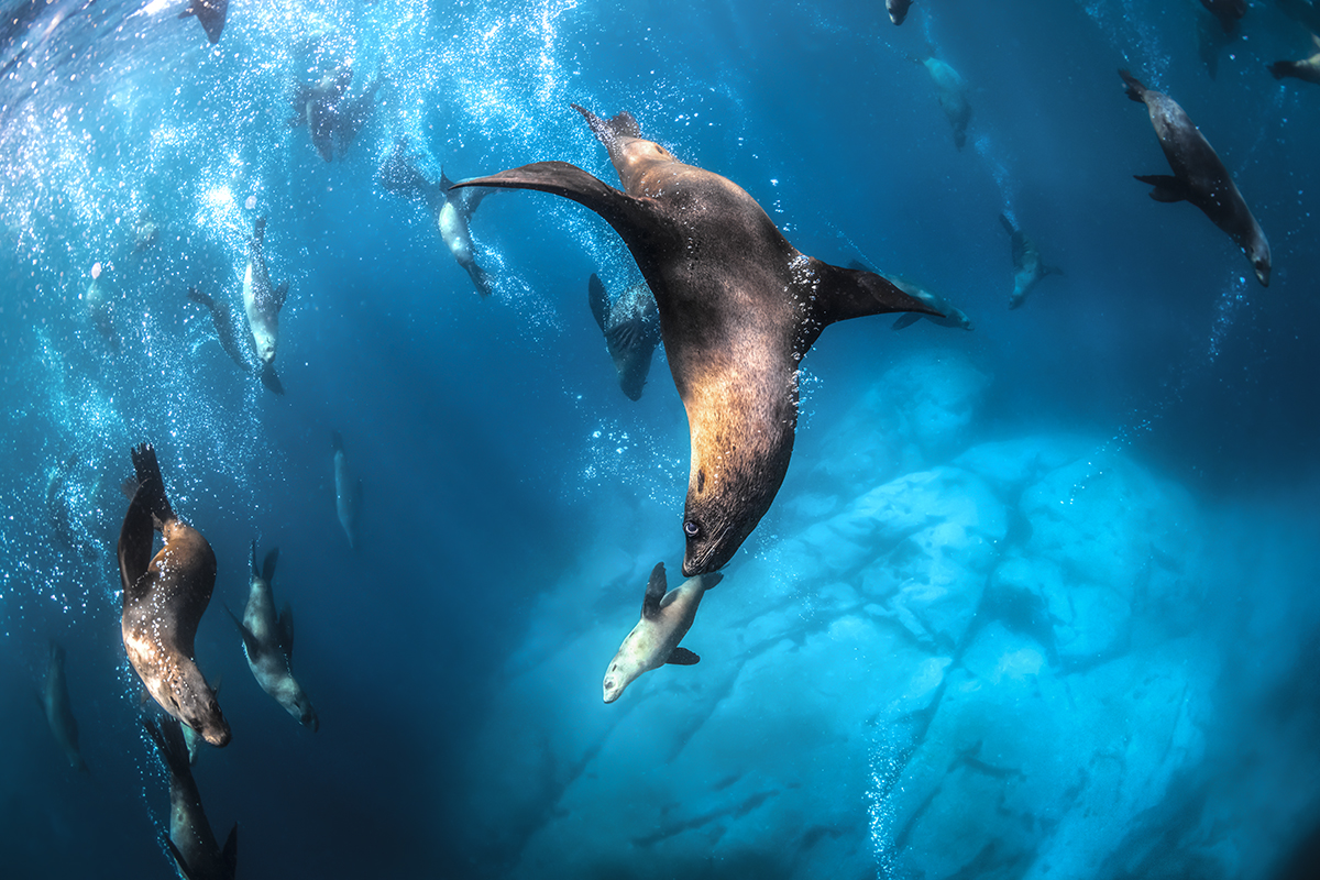 Underwater Safari
