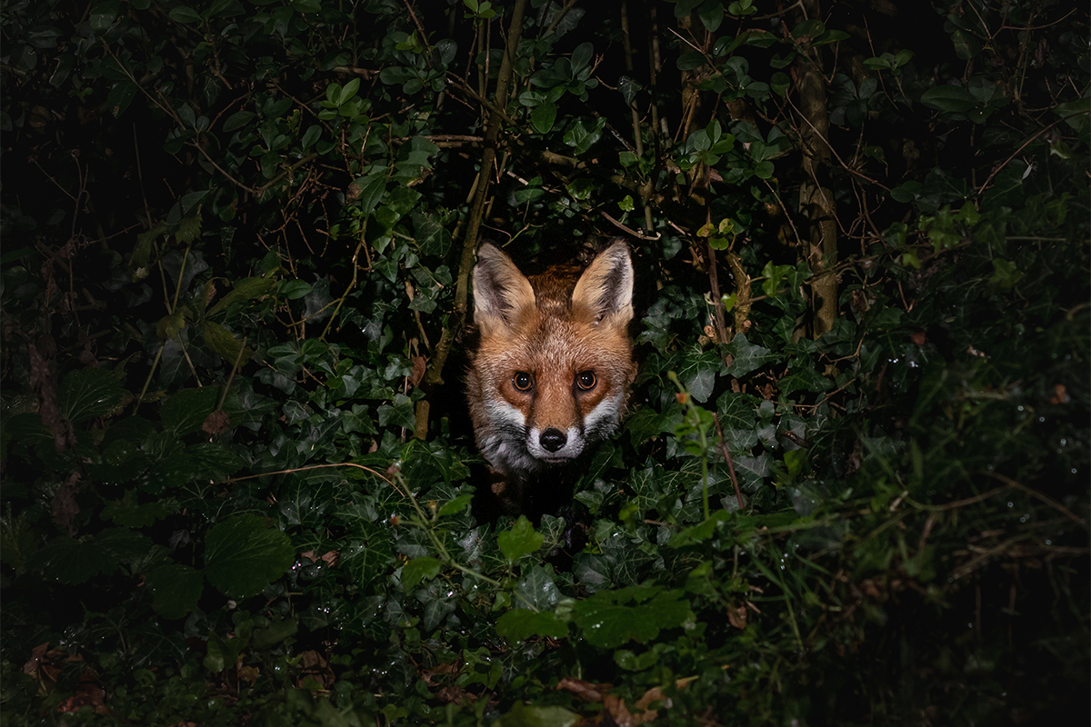 The stare in the night