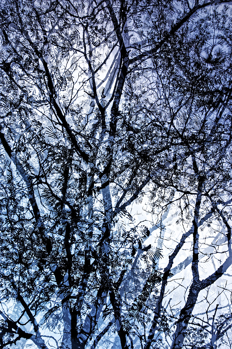 Albizia