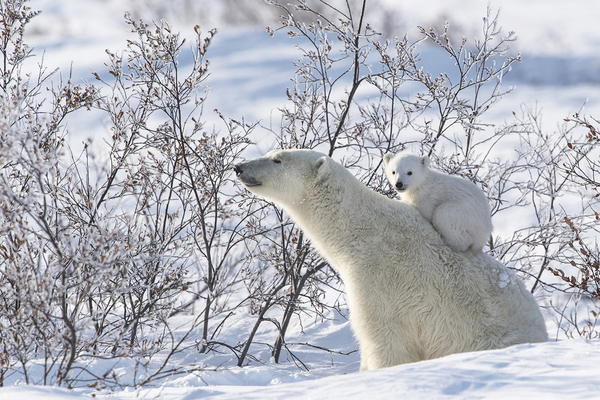 FAR NORTH