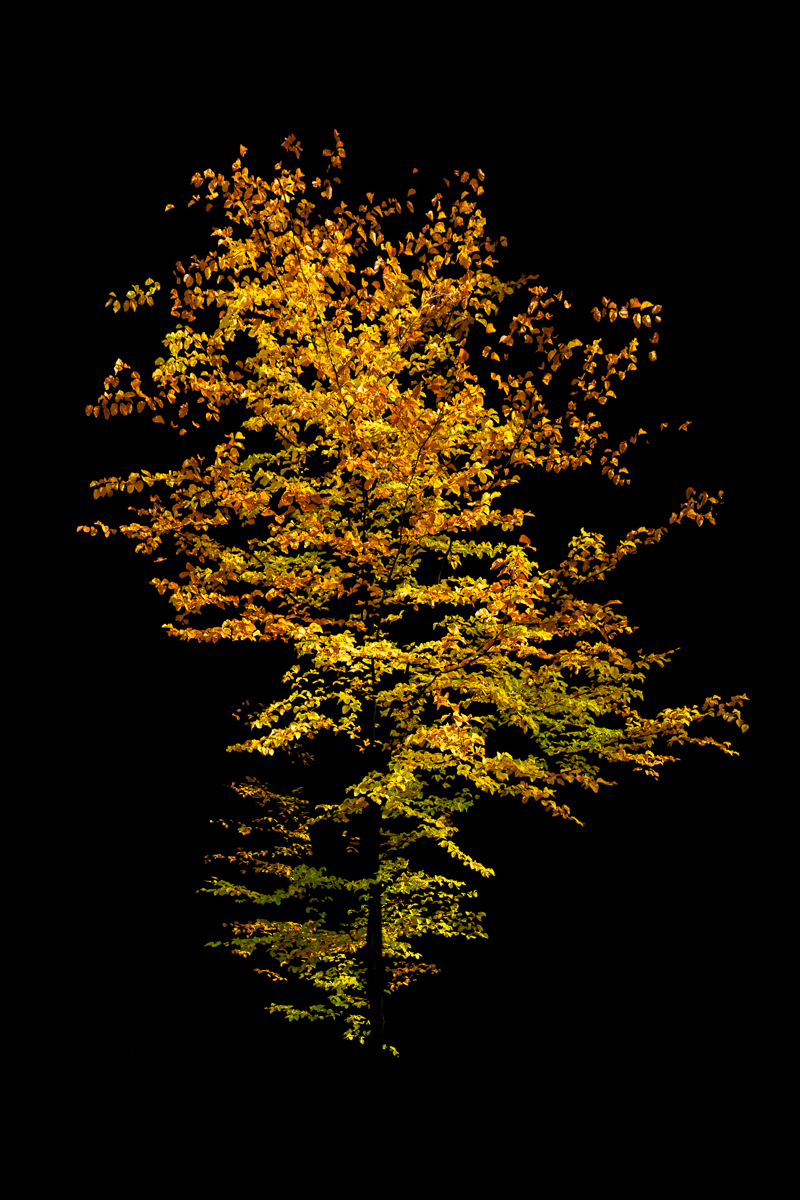 Autumn Glow