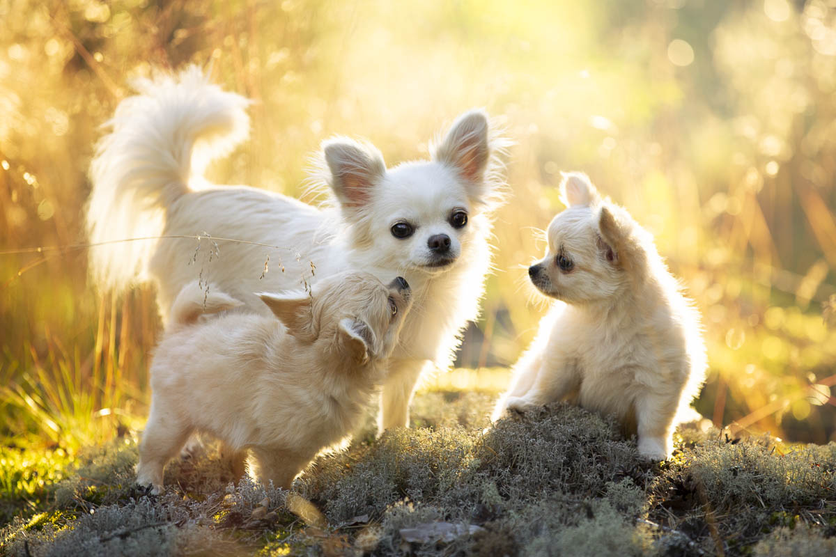 Mothers love