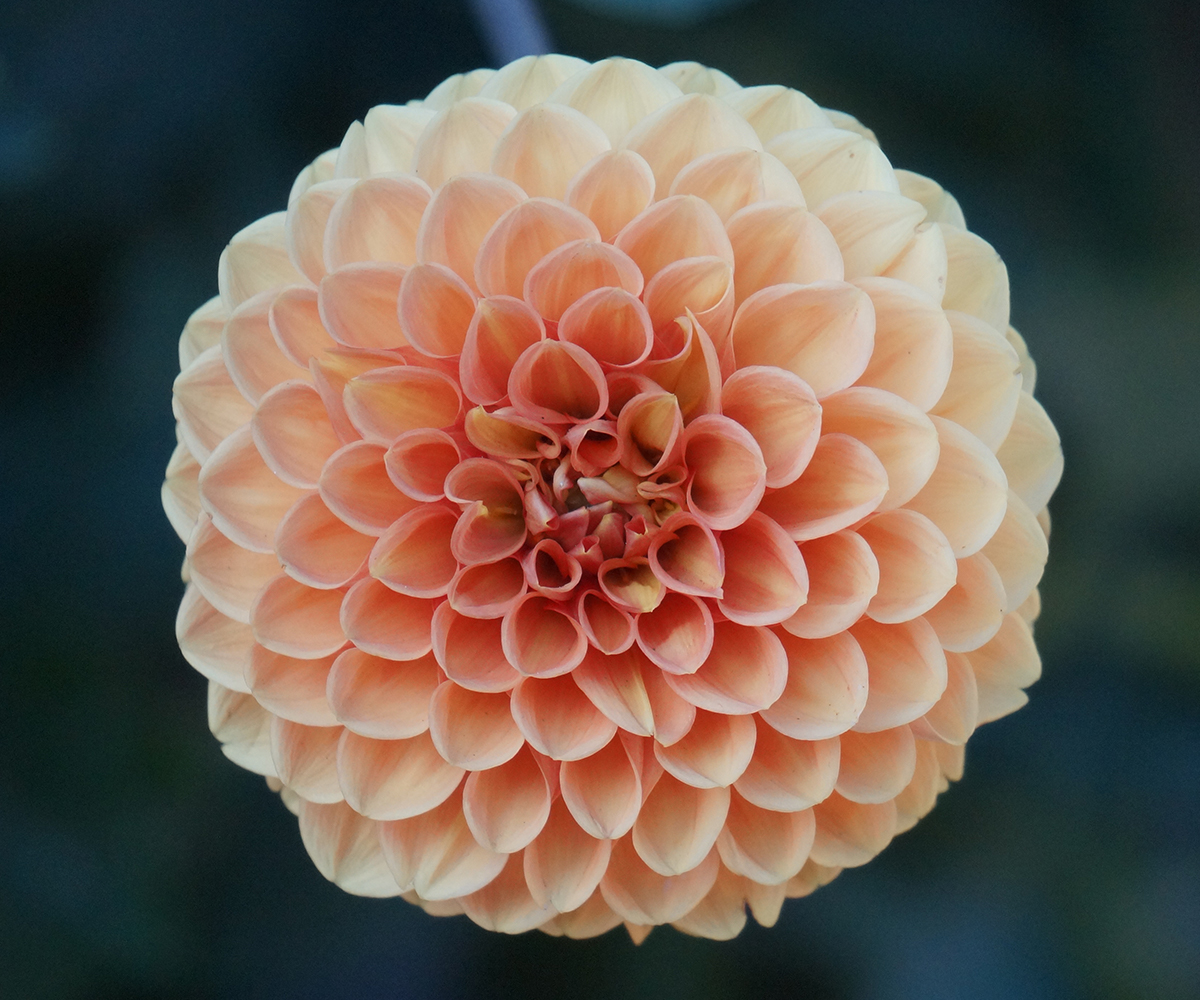 Fractal perfection