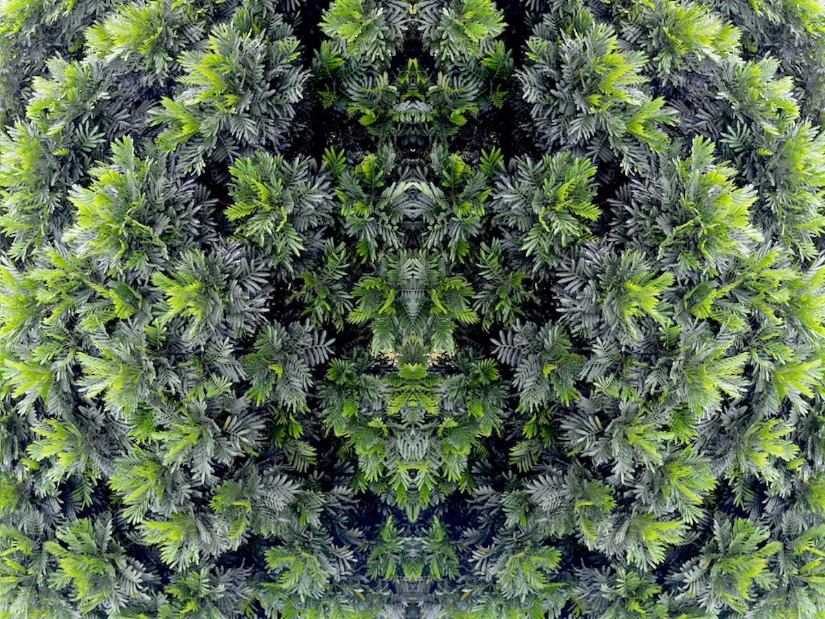 Wild Green