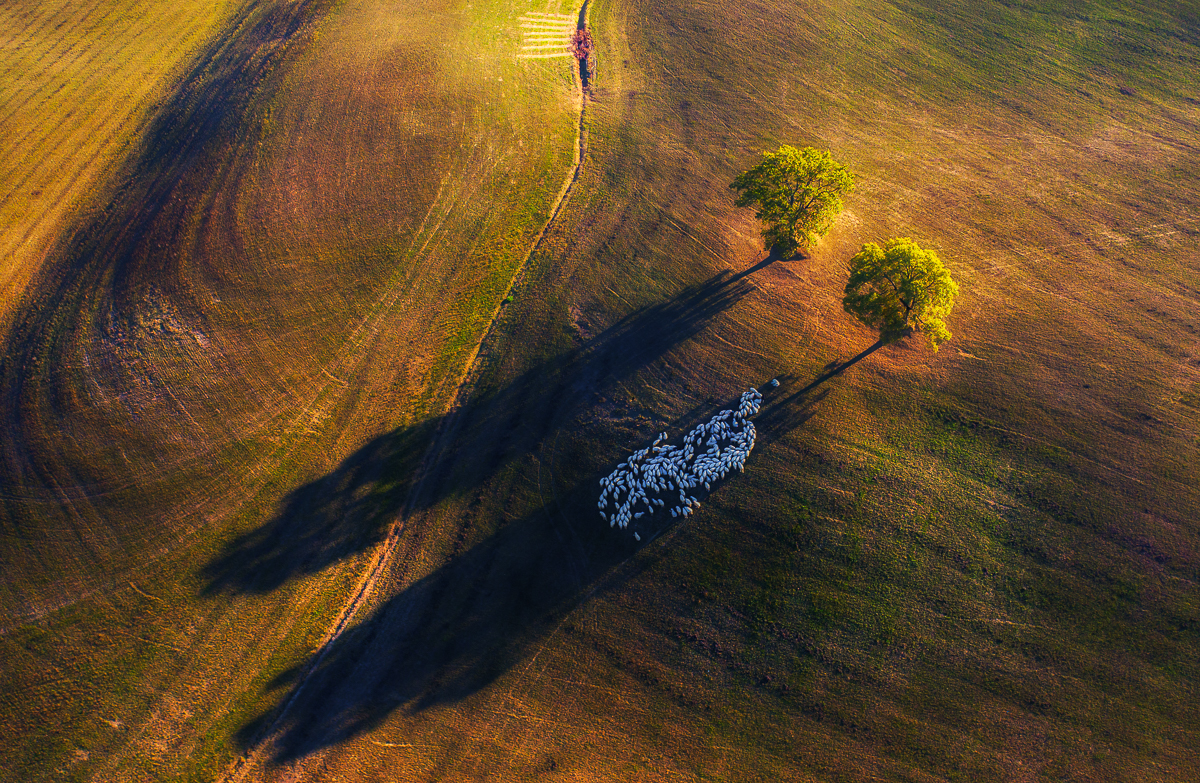 Shadow game