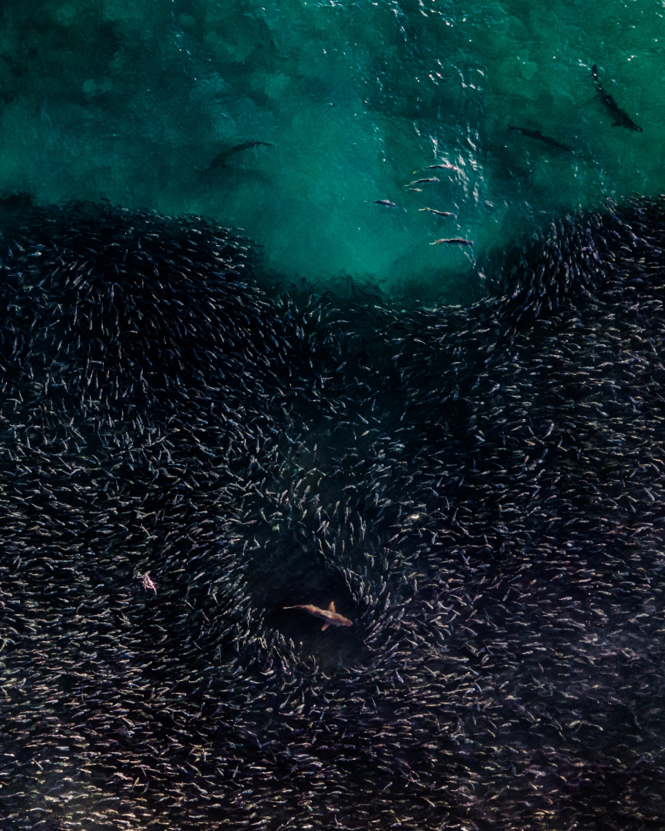Big Fish 
