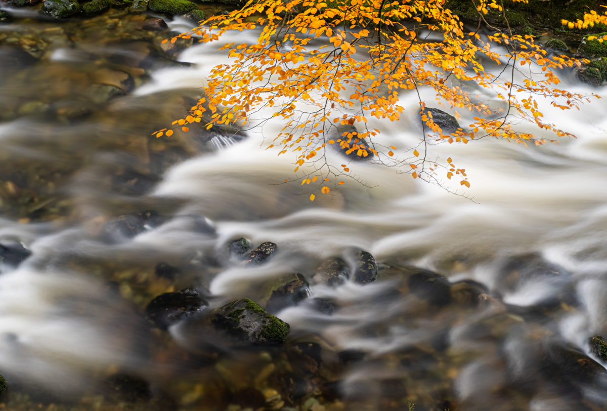 River Shimna at Tollynore Forest Park