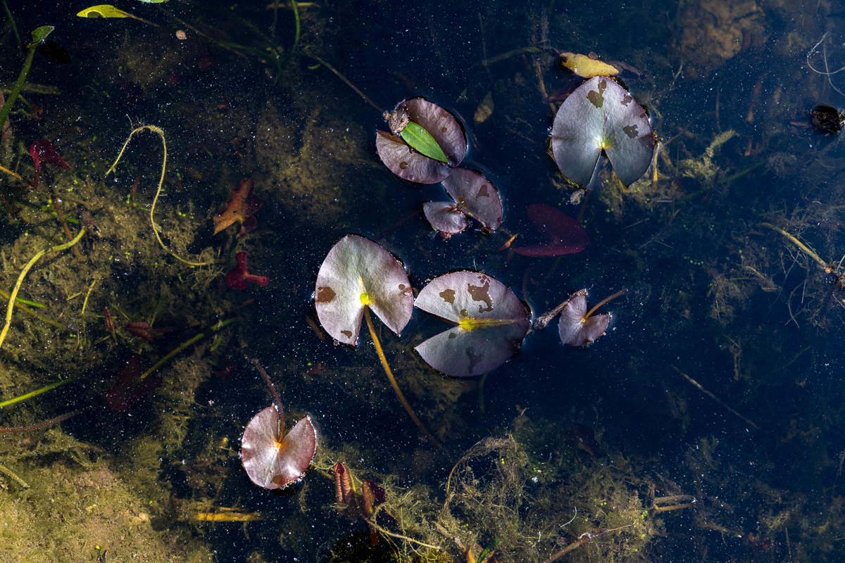 Water lilies