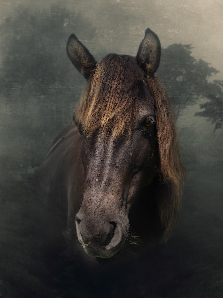 Wild Horse