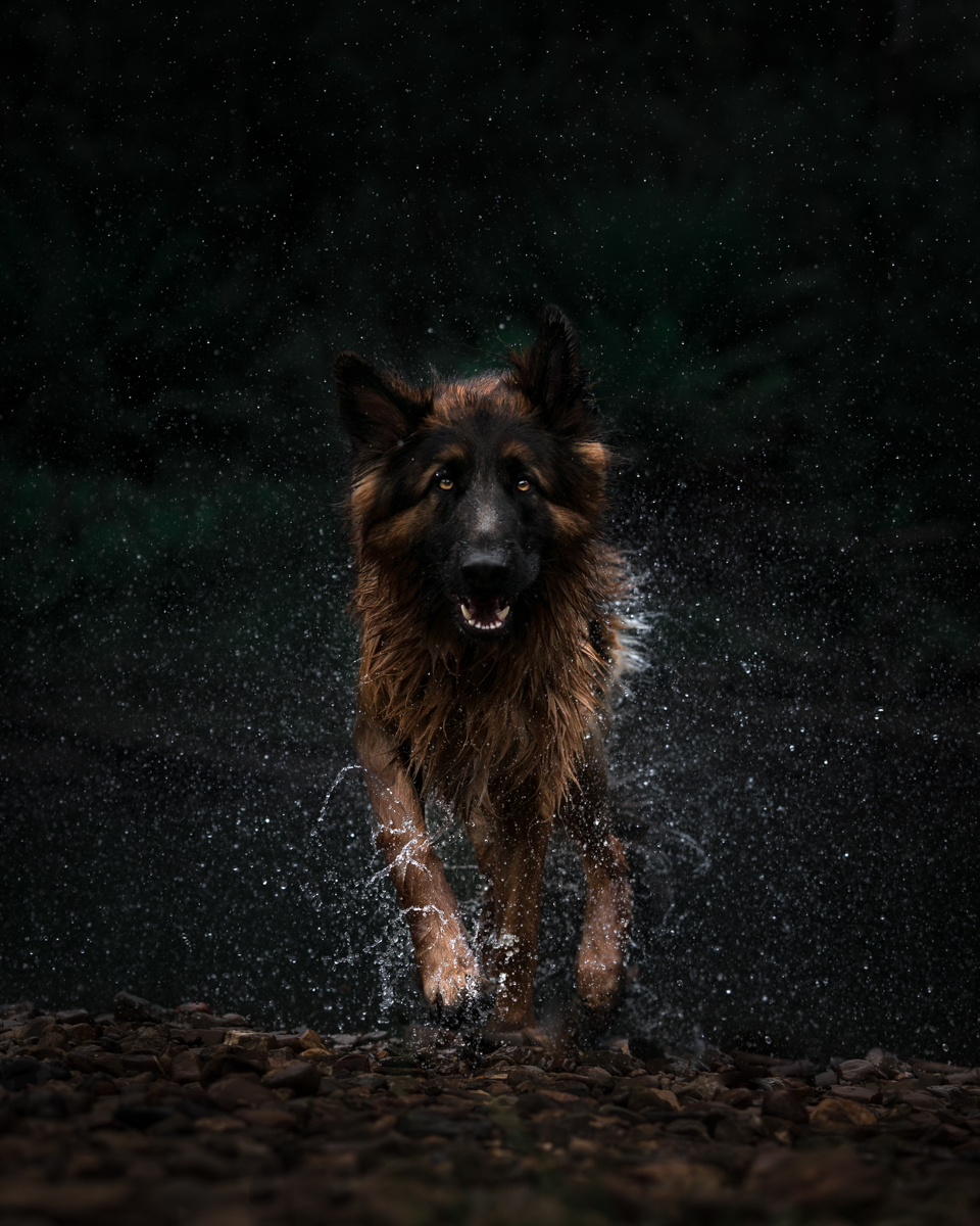 Shepherd in the Glade