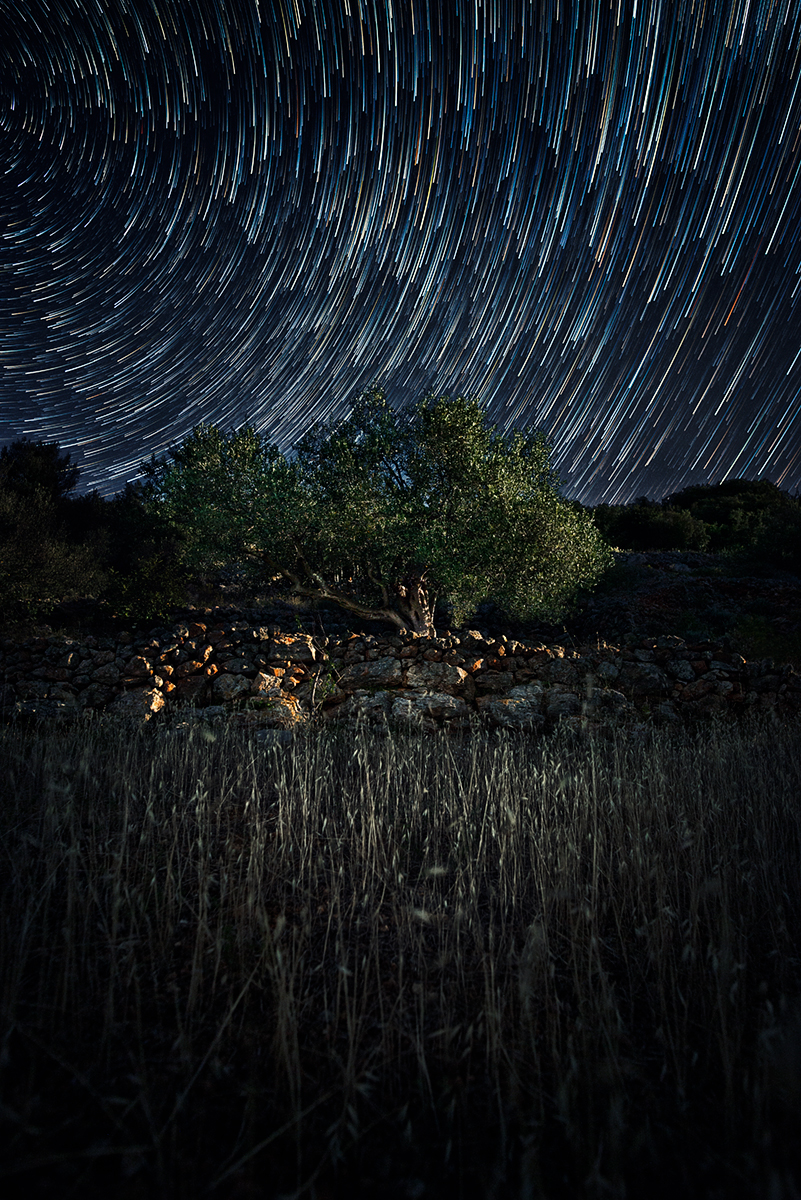Olive tree