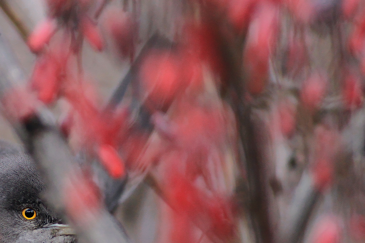 The bushes have eyes
