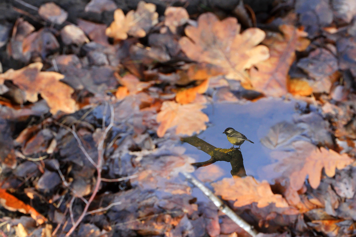 In the puddle