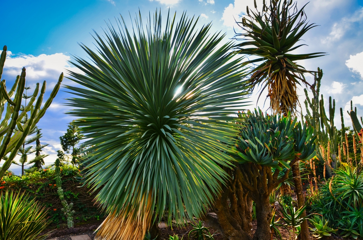Pulsating succulent