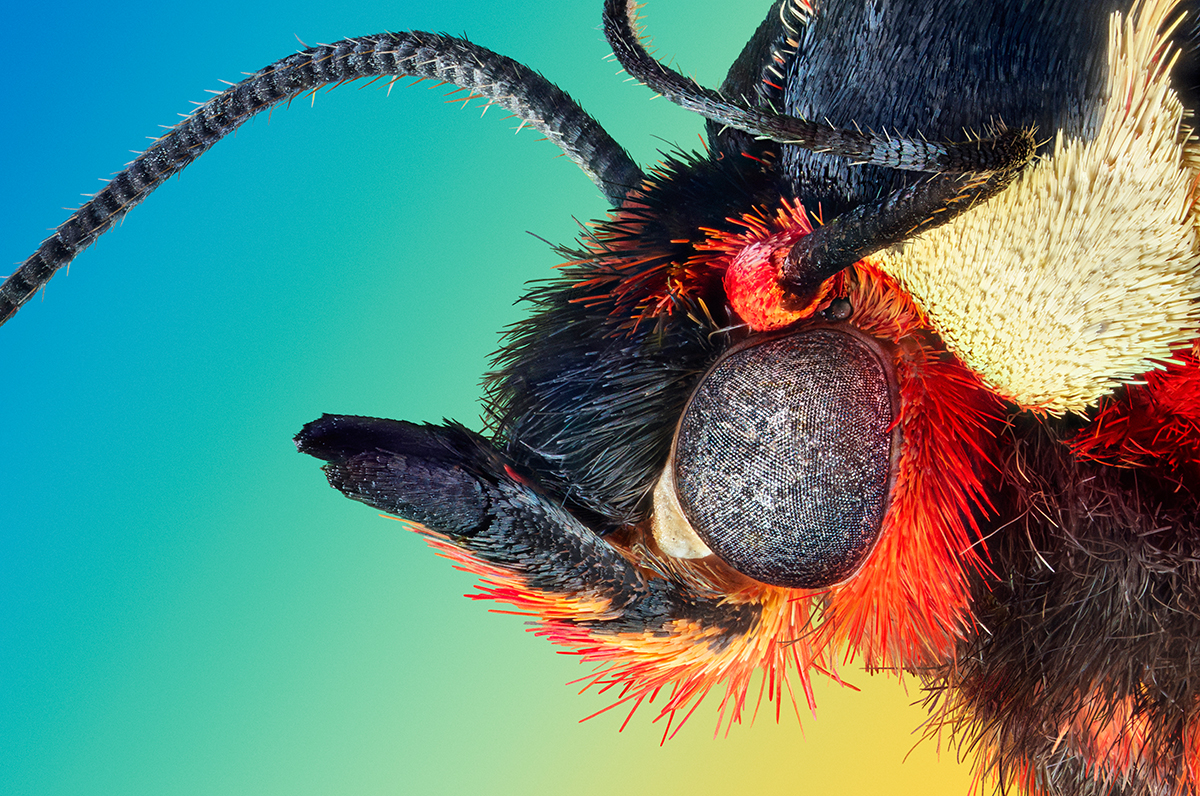 Microcosmic portrait of a garden tiger moth Arctia caja