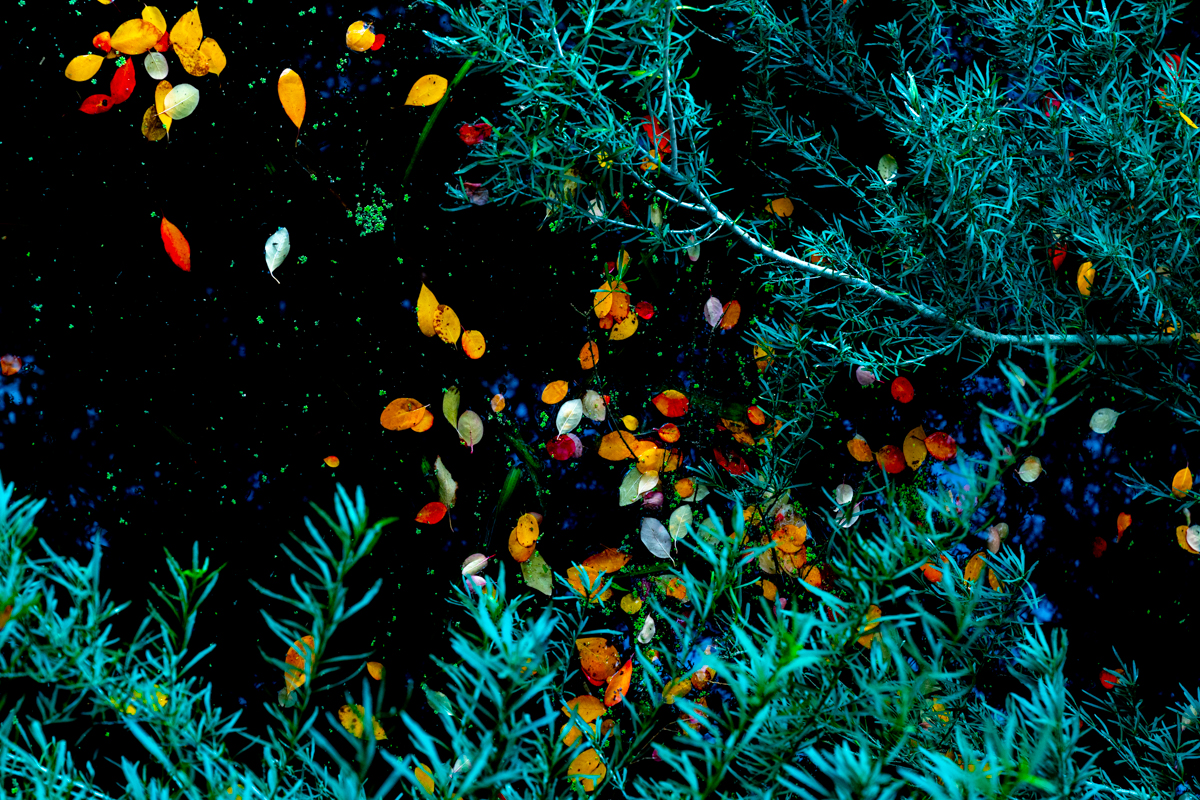 Nature's doodle_ Part 2