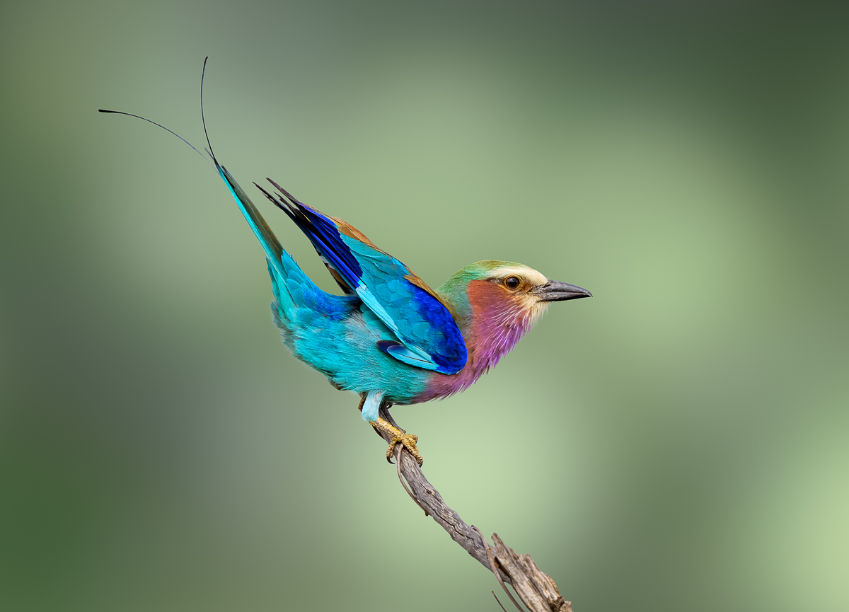 Lilac-breasted roller