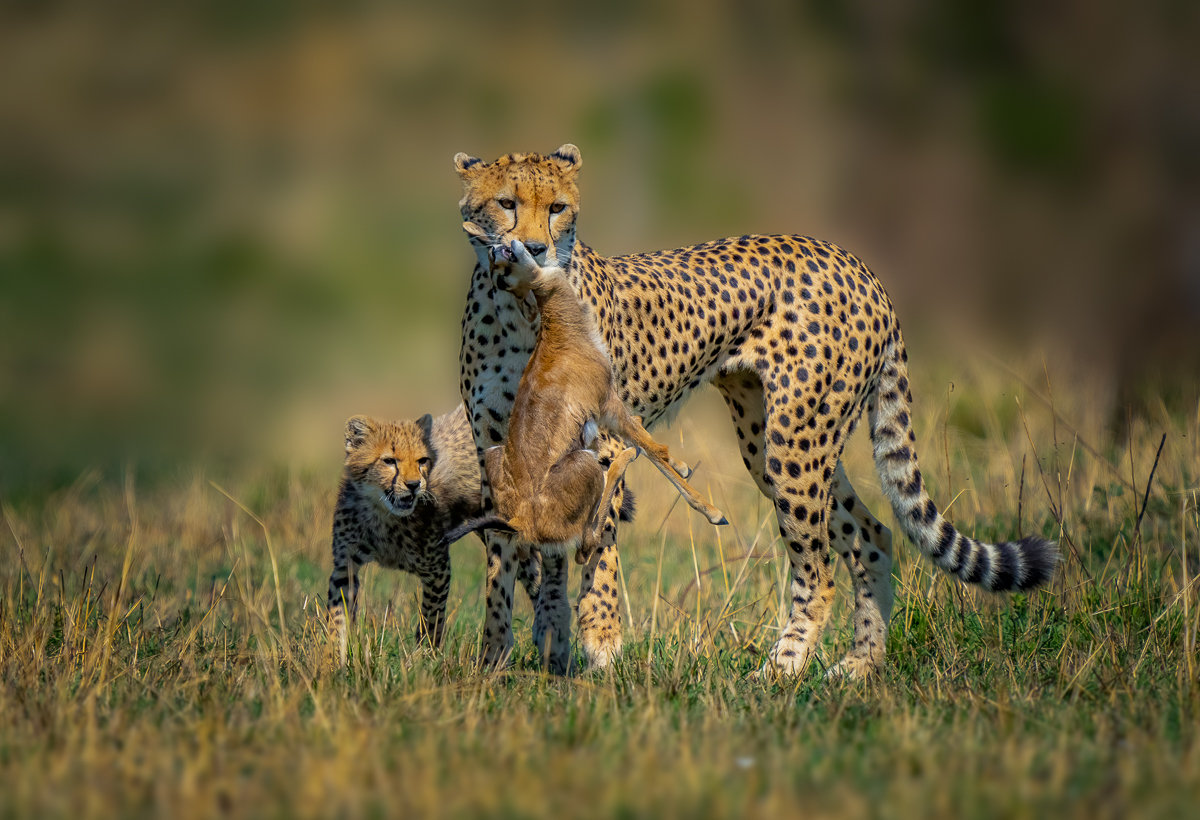 Mother Cheetah immediately after the successful hunting of a gazel. 