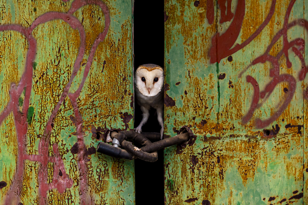 The door