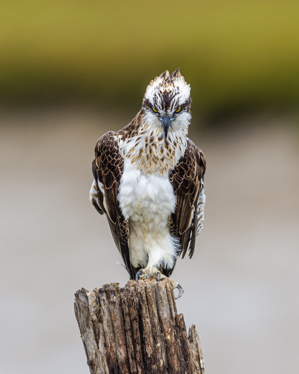 Osprey