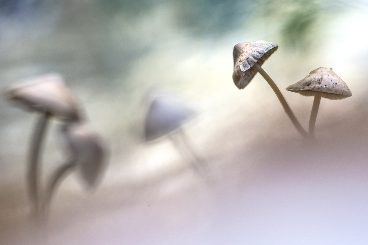 Dancing in the woods