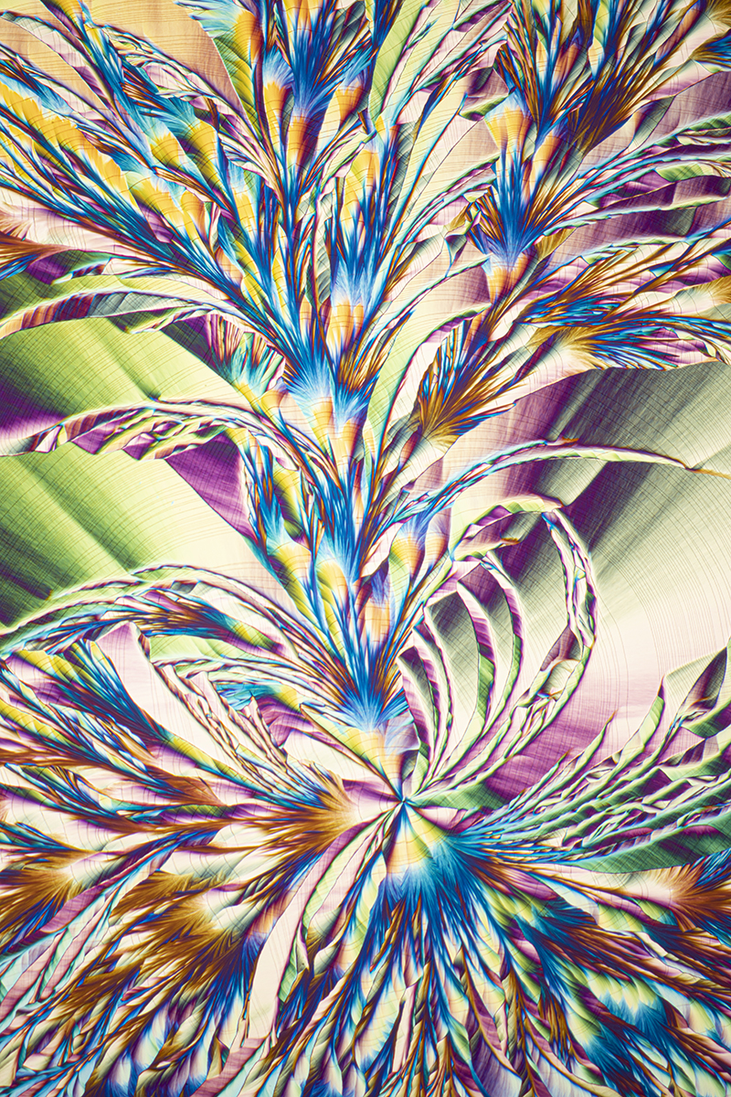 Chemical Flower - A Colourful Bromeliad