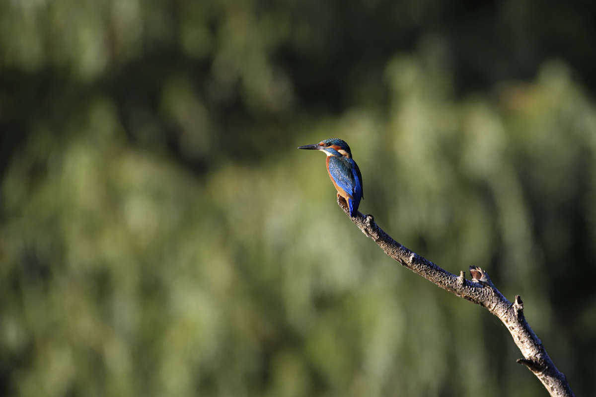 Kingfisher in the evening