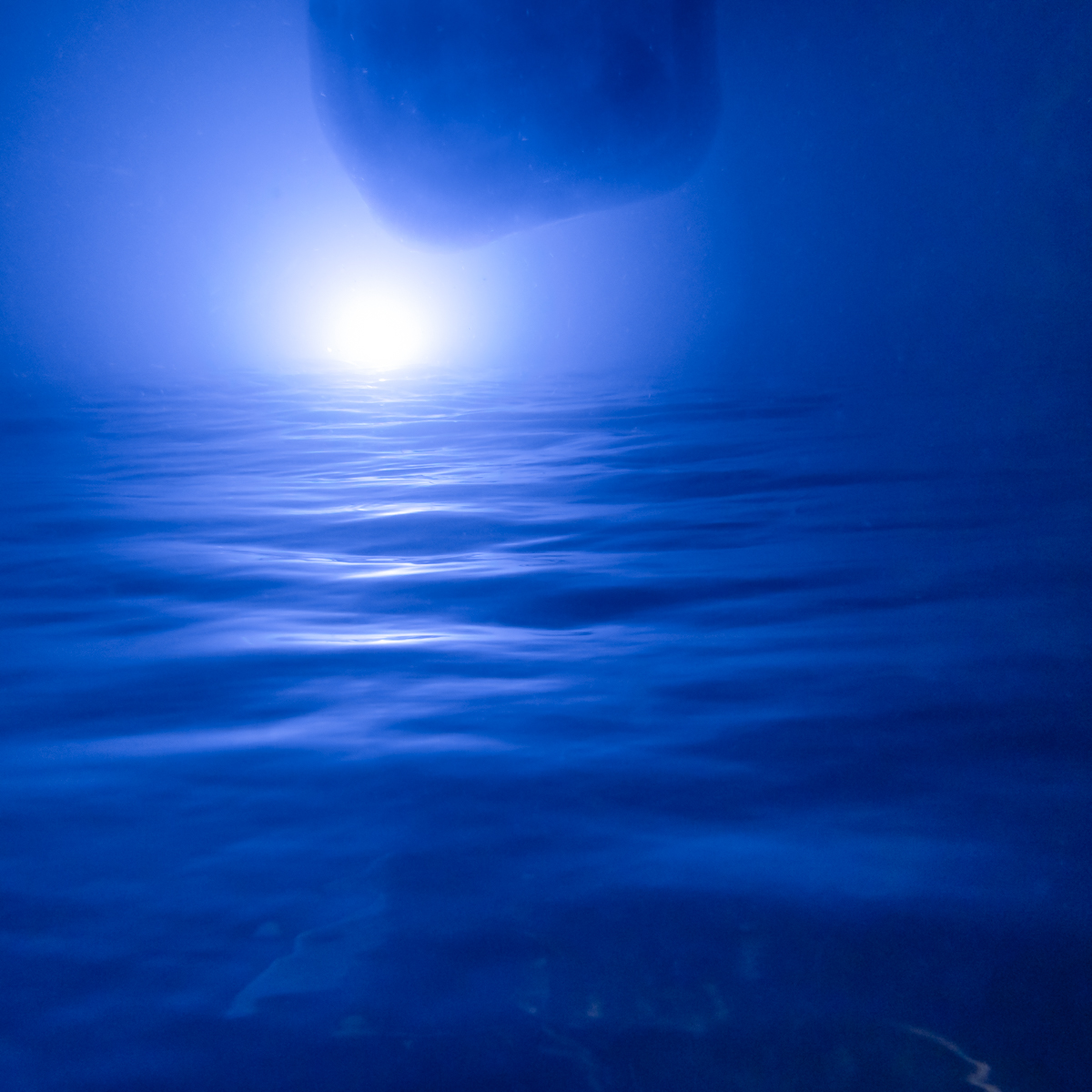 Whale Shark at Night