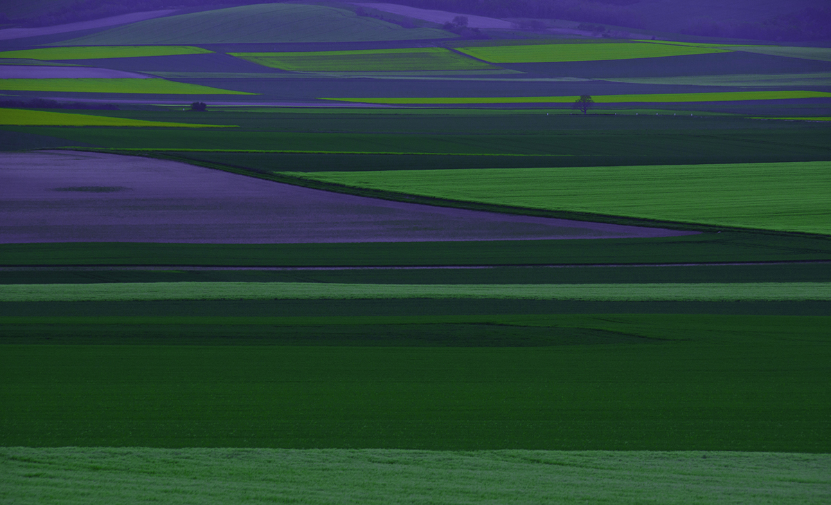 Fields of Dreams