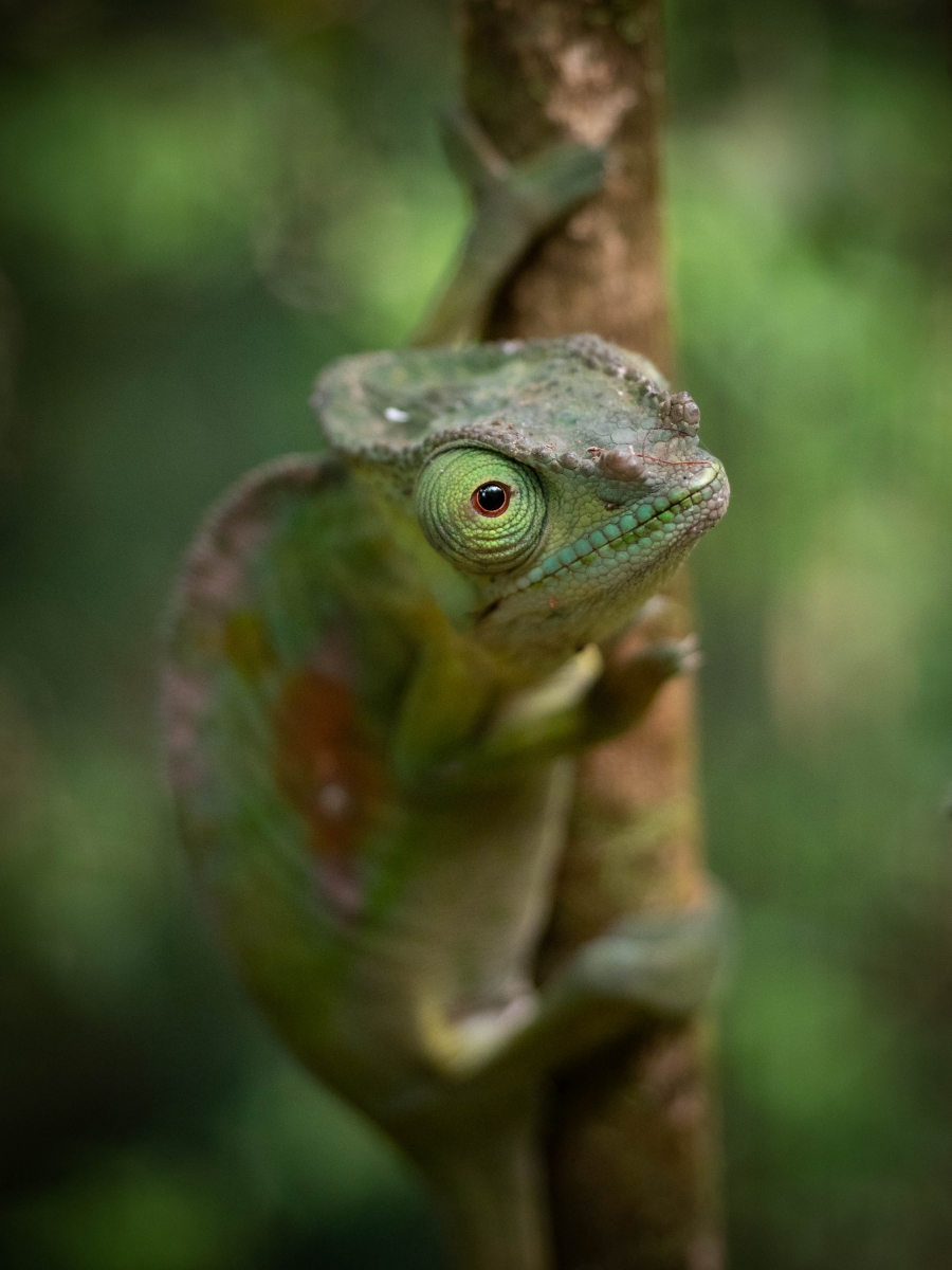 Chameleon