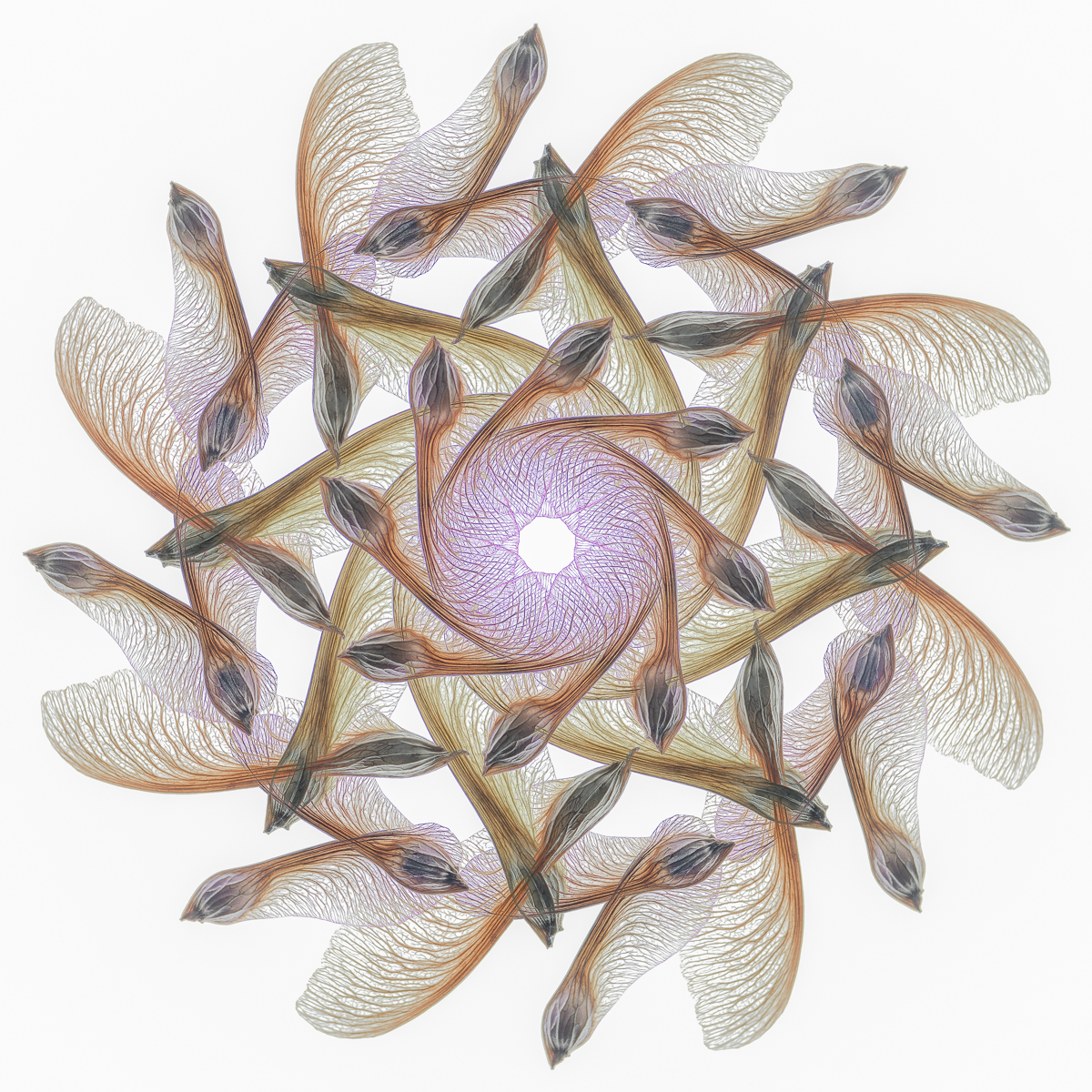 Mandala with Maple Samaras