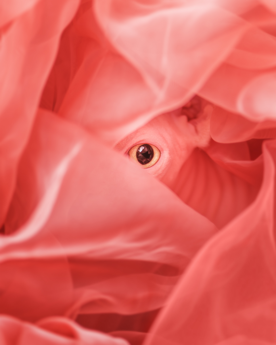 Living Sphynx Coral