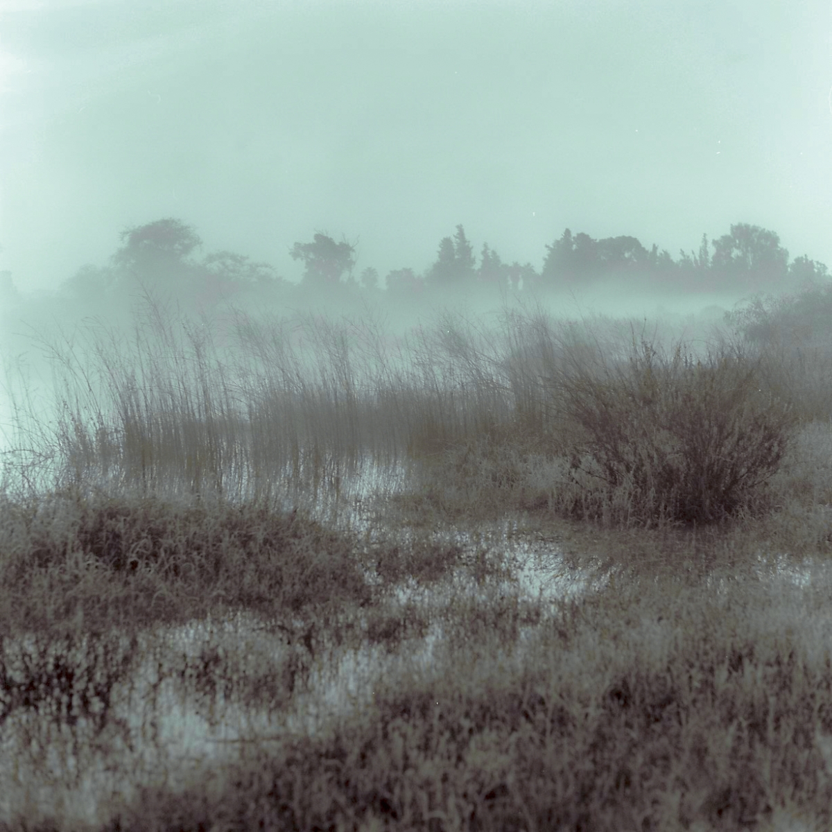 Foggy morning
